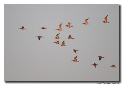 Wulp - Curlew 20170823