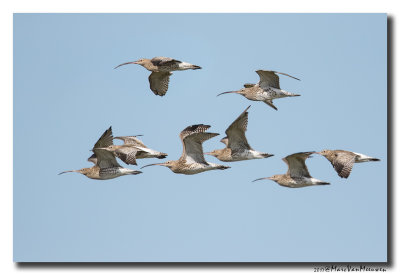Wulp - Curlew 20170915