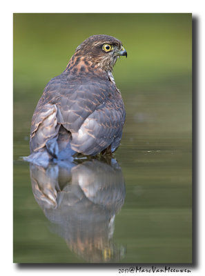Sperwer - Sparrowhawk 20171109