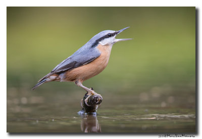 Boomklever - Nuthatch 20171108