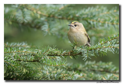 Goudhaan - Goldcrest 20171109