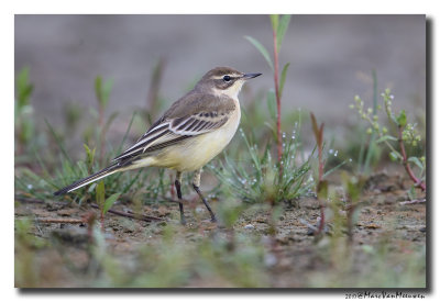 Gele Kwikstaart - Yellow Wagtail 20170816