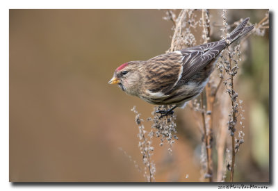 Barmsijs - Redpoll spec 20171117