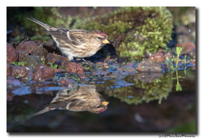 Barmsijs - Redpoll spec 20171117