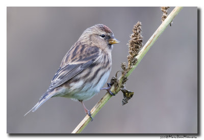 Barmsijs - Redpoll spec 20171117