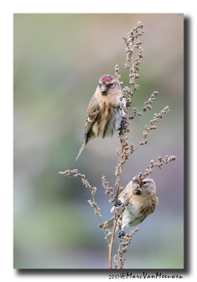 Barmsijs - Redpoll spec 20171117