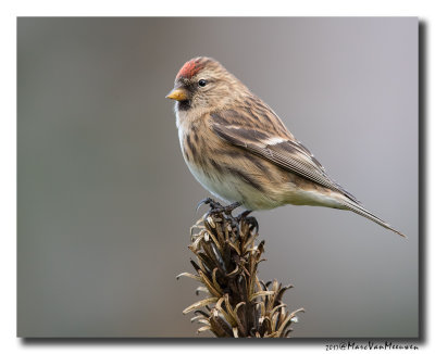 Barmsijs - Redpoll spec 20171119