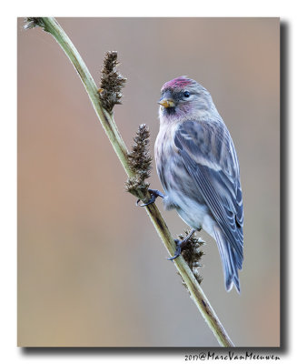 Barmsijs - Redpoll spec 20171119