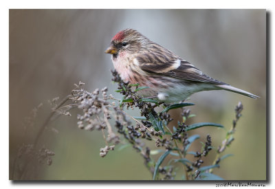 Barmsijs - Redpoll spec 20171117