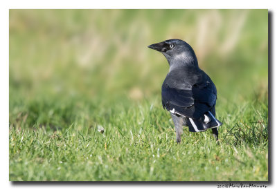 Kauw - Western Jackdaw 20171113