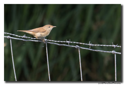 Kleine Karekiet - Reed Warbler 20170731