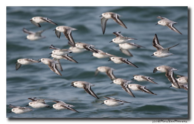 Drieteenstrandloper - Sanderling 20171016