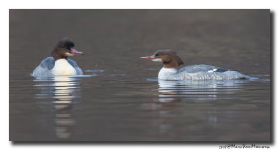 Grote Zaagbek - Goosander 20180126.jpg