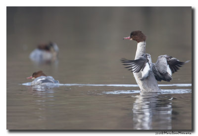 Grote Zaagbek - Goosander 20180126.jpg