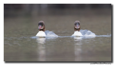 Grote Zaagbek - Goosander 20180126.jpg