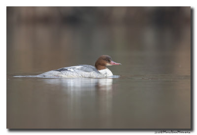 Grote Zaagbek - Goosander 20180126.jpg