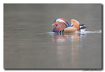 Mandarijneend - Mandarin Duck 20180126.jpg