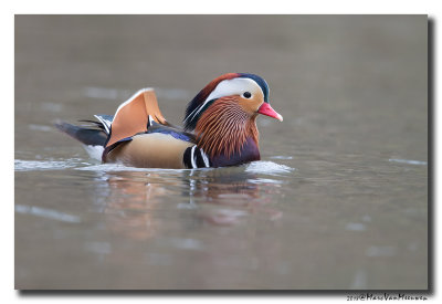 Mandarijneend - Mandarin Duck 20180126.jpg