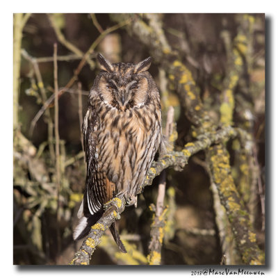 Ransuil - Long-eared Owl 2018