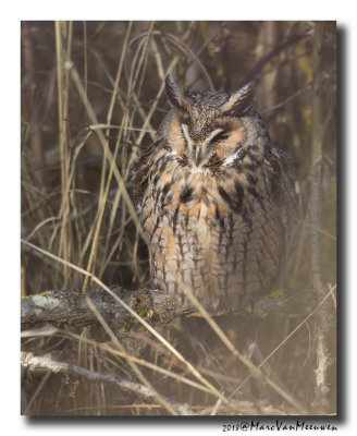 Ransuil - Long-eared Owl 2018