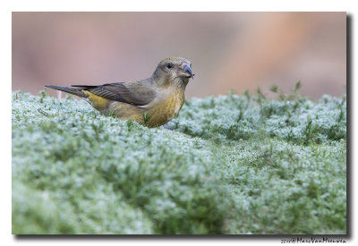 Kruisbek - Crossbill 20180206