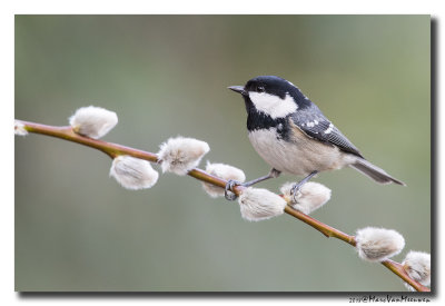 Zwarte Mees - Coal Tit 20180206