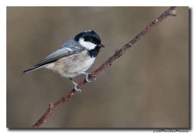 Zwarte Mees - Coal Tit 20180214