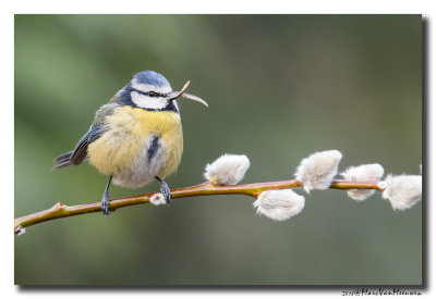 Pimpelmees - Blue Tit 20180206