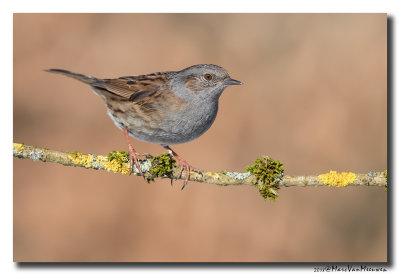 Heggenmus - Dunnock 20180214