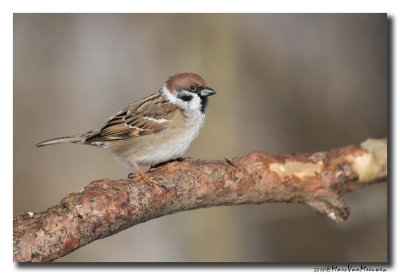 Ringmus - Tree Sparrow 20180214