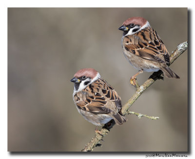 Ringmus - Tree Sparrow 20180214