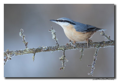Boomklever - Nuthatch 20180214