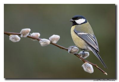 Koolmees - Great Tit 20180206