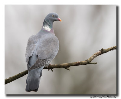 Houtduif - Wood Pigeon 20180219