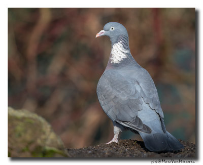 Houtduif - Wood Pigeon 20180221