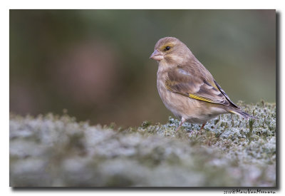 Groenling - Greenfinch 20180206