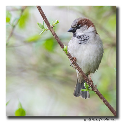 Huismus - House Sparrow 20180411
