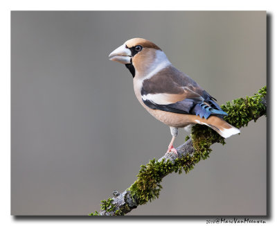 Appelvink - Hawfinch 2018
