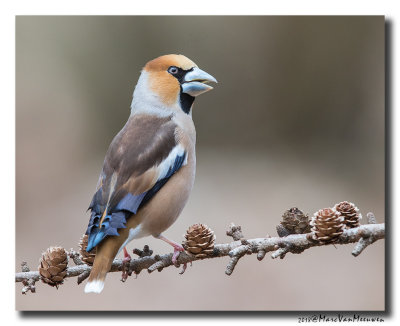 Appelvink - Hawfinch 2018