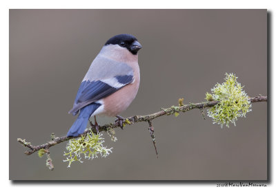 Goudvink - Bullfinch 20180408
