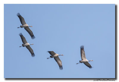 Kraanvogel - Crane 20180420