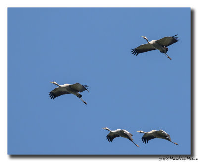 Kraanvogel - Crane 20180420