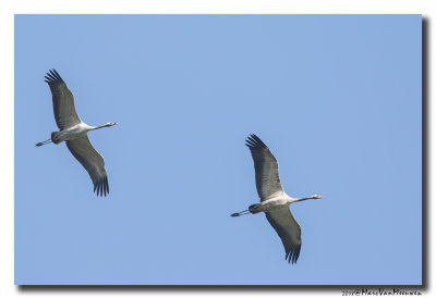 Kraanvogel - Crane 20180420