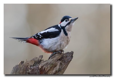Grote Bonte Specht - Great Spotted Woodpecker 