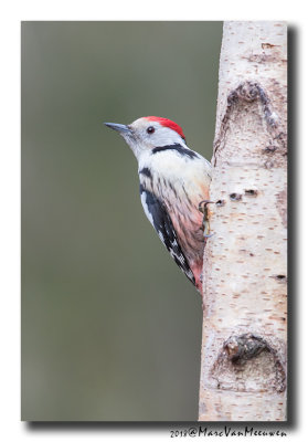 Middelste Bonte Specht - Middle Spotted Woodpecker  20180309