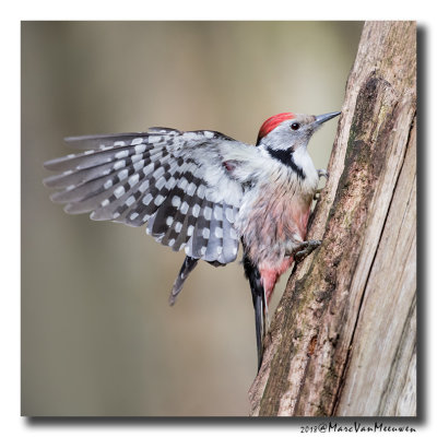 Middelste Bonte Specht - Middle Spotted Woodpecker  20180329