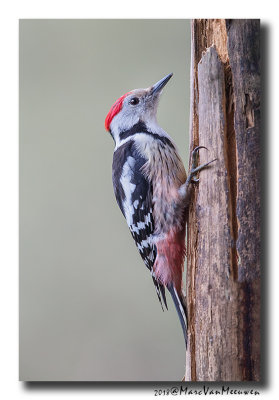 Middelste Bonte Specht - Middle Spotted Woodpecker  20180412