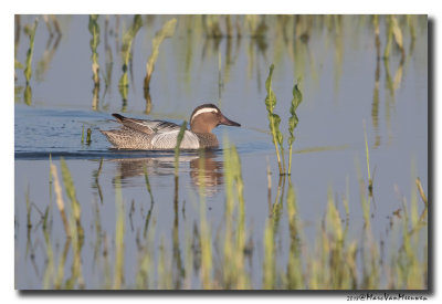 Zomertaling - Garganey 20180421
