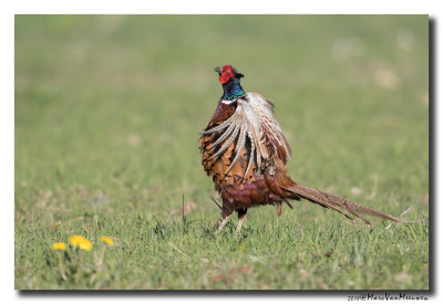 Fazant - Pheasant 20180419
