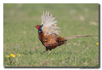 Fazant - Pheasant 20180419